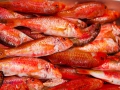 PESCA XXI (24)
